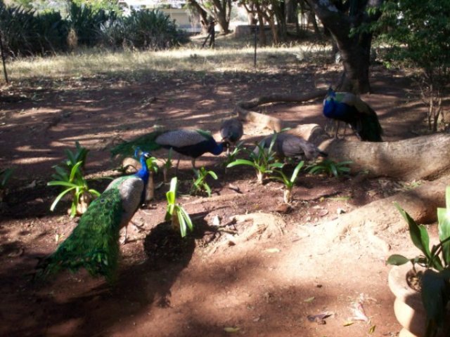 _0085.jpg